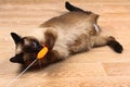 Siamese or Thai cat plays with a toy. A disabled cat bites and scratches a toy. Three paws, no limb. Royalty Free Stock Photo