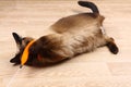 Siamese or Thai cat plays with a toy. A disabled cat bites and scratches a toy. Three paws, no limb. Royalty Free Stock Photo