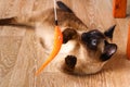 Siamese or Thai cat plays with a toy. A disabled cat bites and scratches a toy. Three paws, no limb. Royalty Free Stock Photo