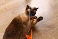 Siamese or Thai cat plays with a toy. A disabled cat bites and scratches a toy. Three paws, no limb. Royalty Free Stock Photo