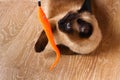 Siamese or Thai cat plays with a toy. A disabled cat bites and scratches a toy. Three paws, no limb. Royalty Free Stock Photo