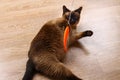 Siamese or Thai cat plays with a toy. A disabled cat bites and scratches a toy. Three paws, no limb. Royalty Free Stock Photo