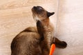 Siamese or Thai cat plays with a toy. Cat invalidated itching. Three paws, no limb. Royalty Free Stock Photo