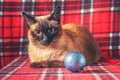 Siamese Thai cat on a red plaid with Christmas toys, decor, ornaments. A cat is playing with toys.