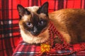 Siamese Thai cat on a red plaid with Christmas toys, decor, ornaments. A cat is playing with toys.