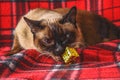 Siamese Thai cat on a red plaid with Christmas toys, decor, ornaments. A cat is playing with toys.