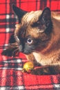 Siamese Thai cat on a red plaid with Christmas toys, decor, ornaments. A cat is playing with toys. Royalty Free Stock Photo