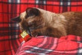 Siamese Thai cat on a red plaid with Christmas toys, decor, ornaments. A cat is playing with toys. Royalty Free Stock Photo