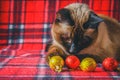 Siamese Thai cat on a red plaid with Christmas toys, decor, ornaments. A cat is playing with toys. Royalty Free Stock Photo