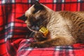 Siamese Thai cat on a red plaid with Christmas toys, decor, ornaments. A cat is playing with toys. Royalty Free Stock Photo