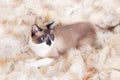 Siamese thai cat sitting on a fur rug for pets, on the white background