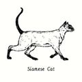 Siamese Thai Cat standing side view. Ink black and white doodle drawing Royalty Free Stock Photo