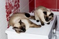 Siamese Thai two cats and a cat lie in a red bathroom Royalty Free Stock Photo