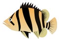 Siames tiger fish Royalty Free Stock Photo