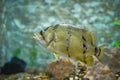 Siamese tiger fish swimming underwater fish tank at aquarium - Fish tiger Royalty Free Stock Photo