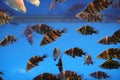 Siamese tigerfish, Finescale tigerfish in aquarium tank at Thailand