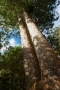 The Siamese Twins Kauri Tree, Coromandel, New Zealand