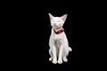 Siamese white cat on black background. Royalty Free Stock Photo