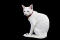 Siamese white cat on black background.