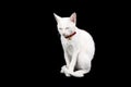 Siamese white cat on black background. Royalty Free Stock Photo