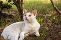 A Siamese white cat is laying and playing on the ground Royalty Free Stock Photo