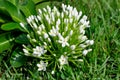 Siamese White Ixora