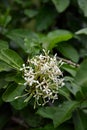 Siamese White Ixora, fragrant decorative flowering plant