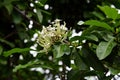 Siamese White Ixora, fragrant decorative flowering plant
