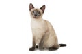 Young siamese cat isolated on white Royalty Free Stock Photo