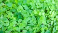 Siatic Pennywort, is a plant that indicated in the treatment of