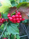 Siberia berry buckthorn autumn