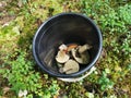 Siberia. Forest. Bucket. Mushrooms. Grass. Bushes. Leaves Royalty Free Stock Photo