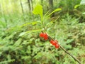 Siberia. Forest. Forest berry. Red. Grass. Bushes. Leaves