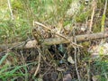 Siberia. Forest. Garbage. Broken bank. Grass. Bushes. Leaves