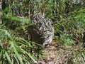 Siberia. Forest. The hornet's nest. Grass. Bushes. Leaves