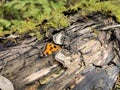 Siberia. Forest. Log. Moss. Butterfly. Wings. Grass. Bushes. Leaves