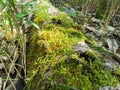 Siberia. Forest. Log. Moss. Grass. Bushes. Leaves