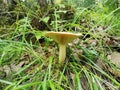 Siberia. Forest. Mushroom. Grass. Bushes. Leaves