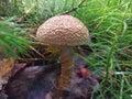 Siberia. Forest. Mushroom. Grass. Bushes. Leaves