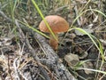 Siberia. Forest. Mushroom. Grass. Bushes. Leaves