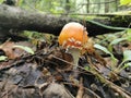 Siberia. Forest. Mushroom. Grass. Bushes. Leaves