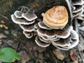 Siberia. Forest. Mushroom. Grass. Bushes. Leaves