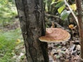 Siberia. Forest. Mushroom. Grass. Bushes. Leaves