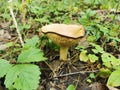 Siberia. Forest. Mushroom. Grass. Bushes. Leaves