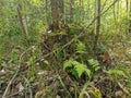 Siberia. Forest. It's a penny. Grass. Bushes. Leaves