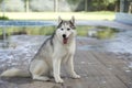 Siberian Husky Dog