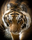 Siberia Tiger Royalty Free Stock Photo