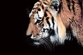 Siberia tiger Royalty Free Stock Photo