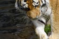 Siberia tiger Royalty Free Stock Photo