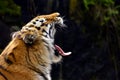 Siberia tiger yawn